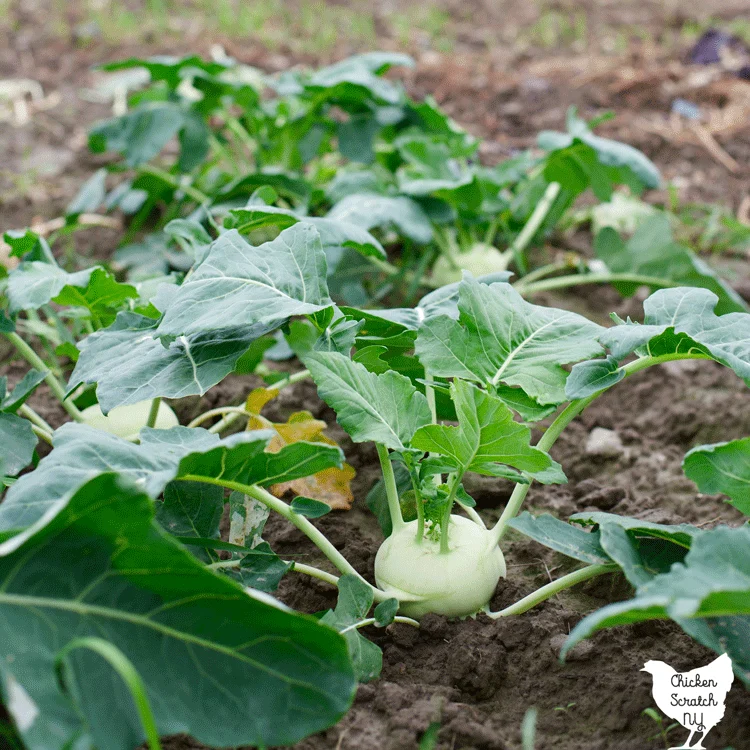 white kohlrabi bulb in a garden bed