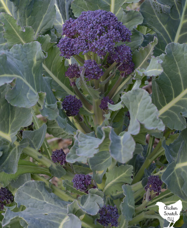 purple sprouting broccoli plant in the garden