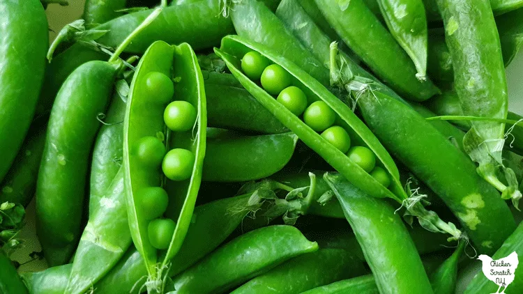 closeup view of shell pea pods with a few pods cracked open to show the peas inside