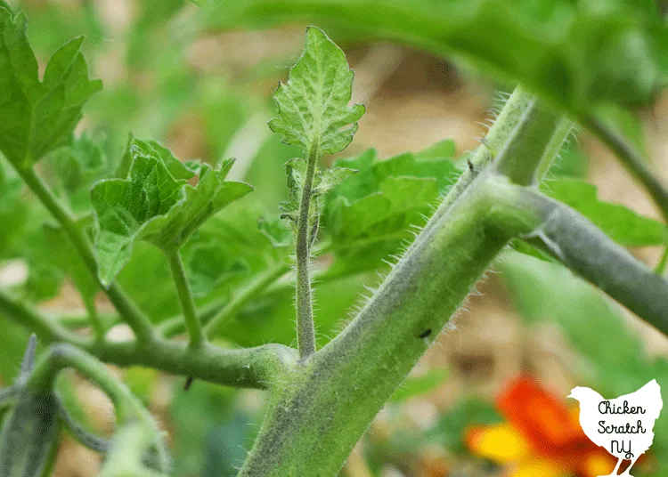 small/medium sized tomato sucker