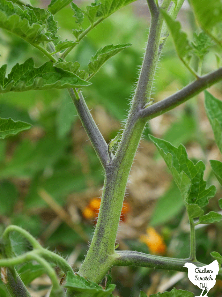 Tomato Suckers