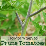 close up shot of tomato plant with tiny sucker and text overlay "how and when to prune tomatoes & what to do with suckers"