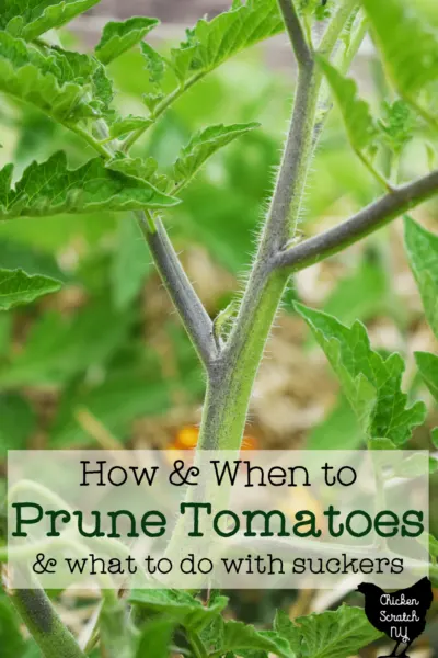 close up shot of tomato plant with tiny sucker and text overlay "how and when to prune tomatoes & what to do with suckers"