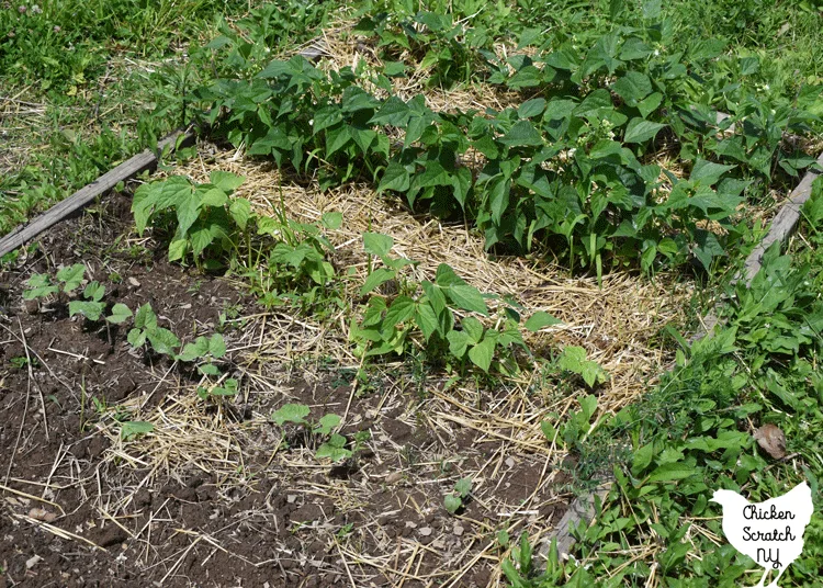 garden bed planted with bush beans at 4 separate stages of growth to demonstrate Succession Planting