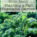 green kale plants in a garden bed with text overlay 3 things you need to know about planting a fall vegetable garden