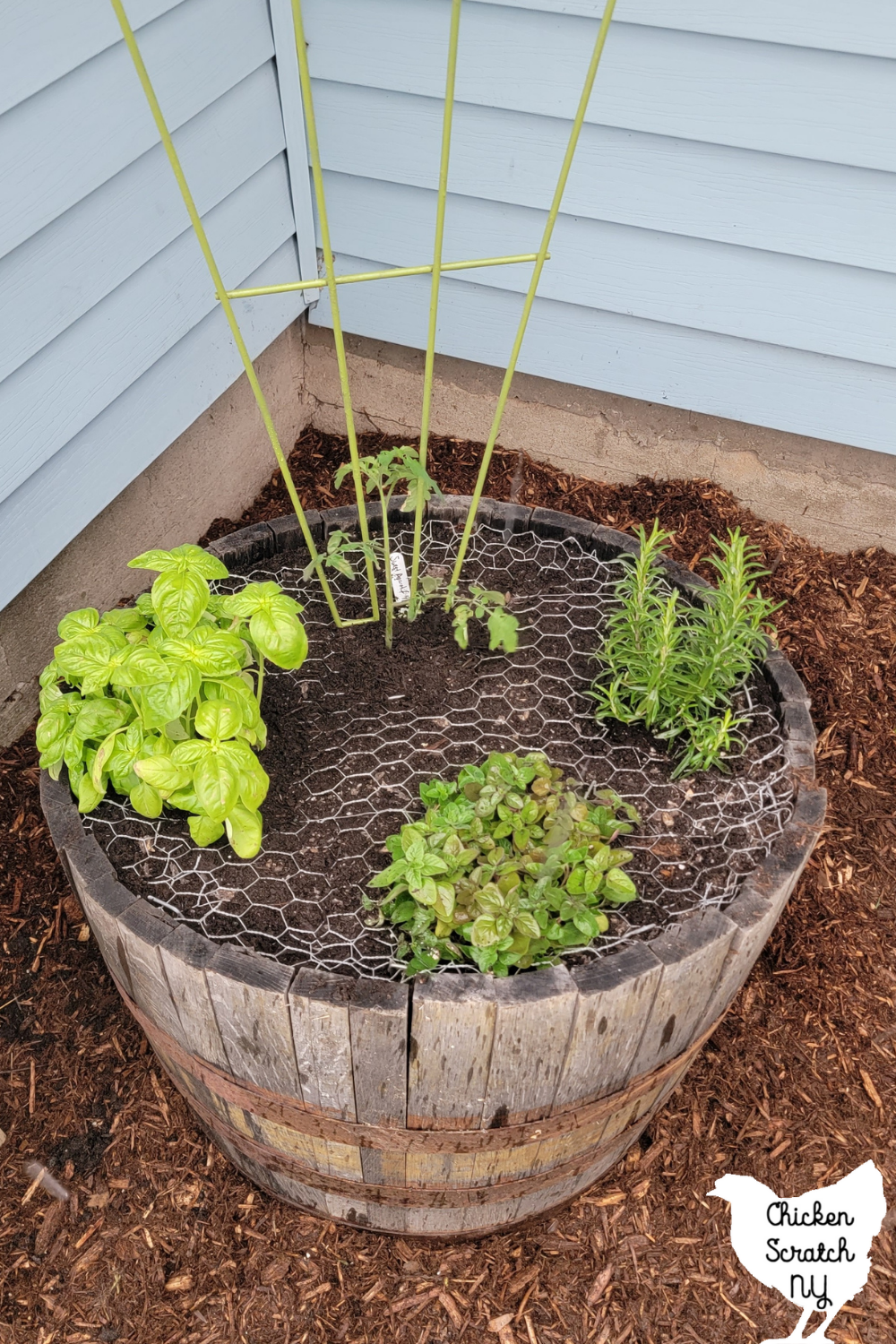 Image of Pot of basil and tomatoes in the same pot
