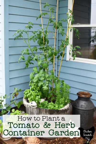 half wine barrel planted with cherry tomato plant, basil plant, oregano plant and rosemary plant