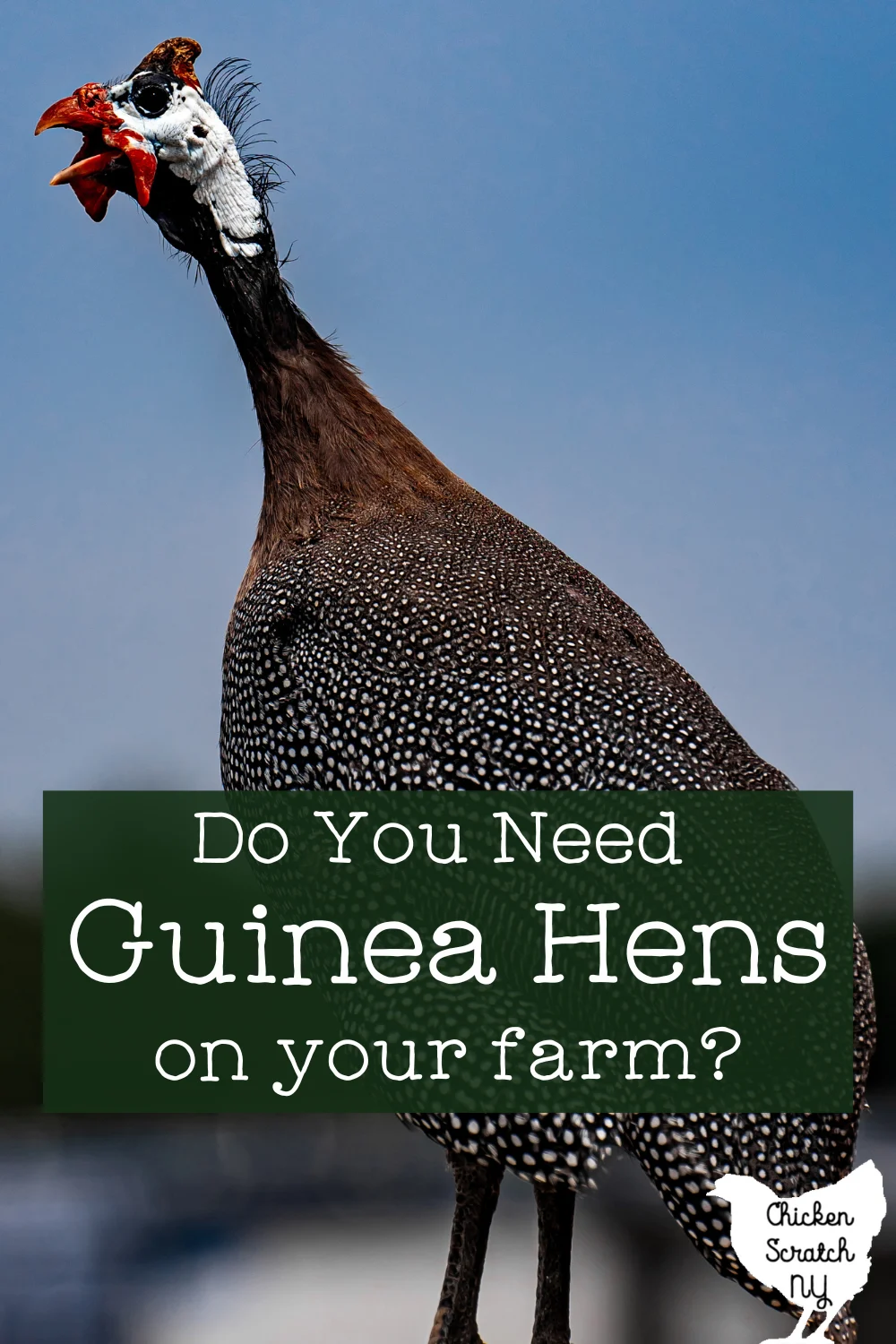 Why Guinea Fowl are the best pest control - Dine a Chook