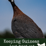 adult guinea fowl with it mouth open like it's screaming against a blue sky with text overlay "Keeping Guineas - Loud, Weird and Surprisingly Useful"