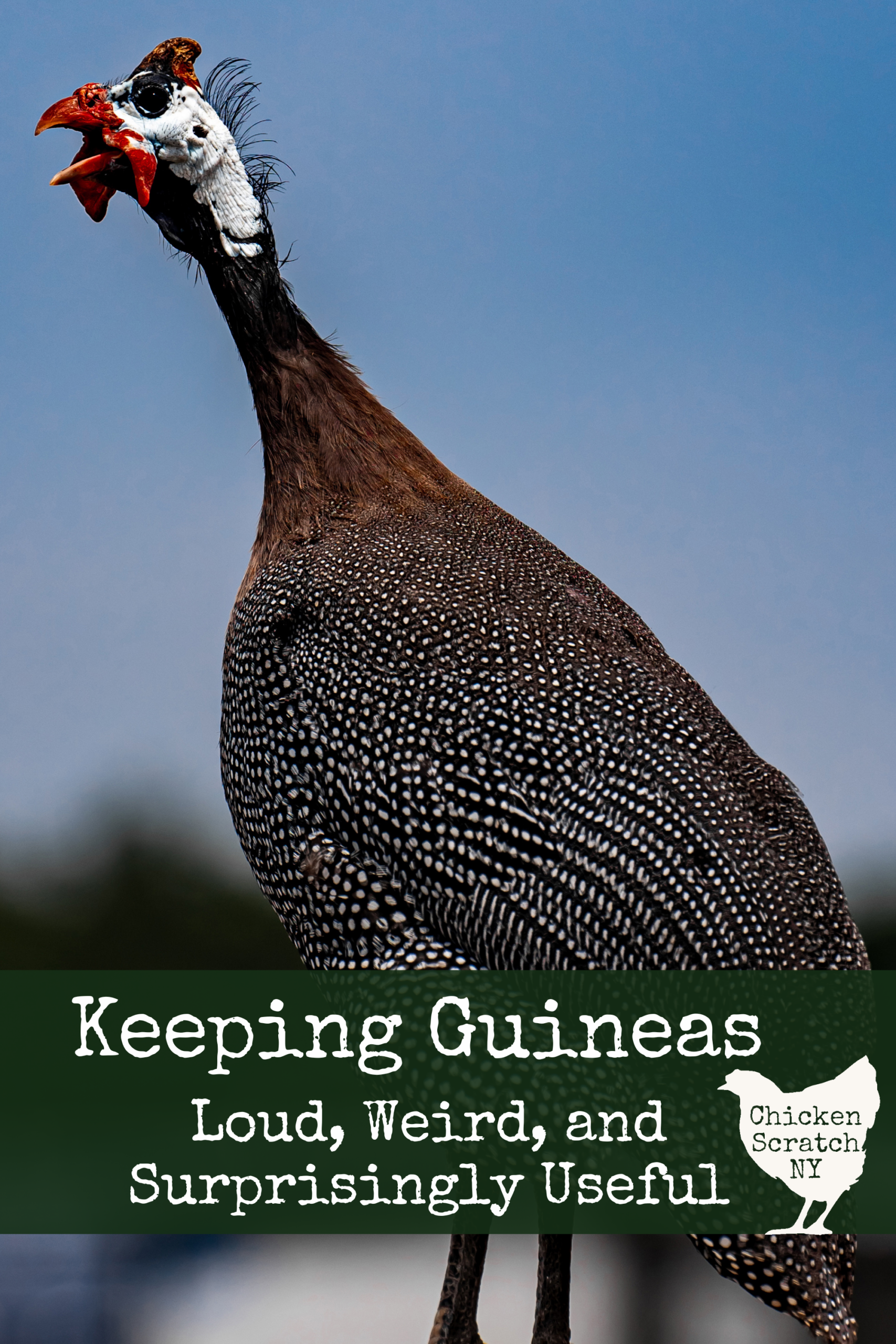 adult guinea fowl with it mouth open like it's screaming against a blue sky with text overlay "Keeping Guineas - Loud, Weird and Surprisingly Useful"