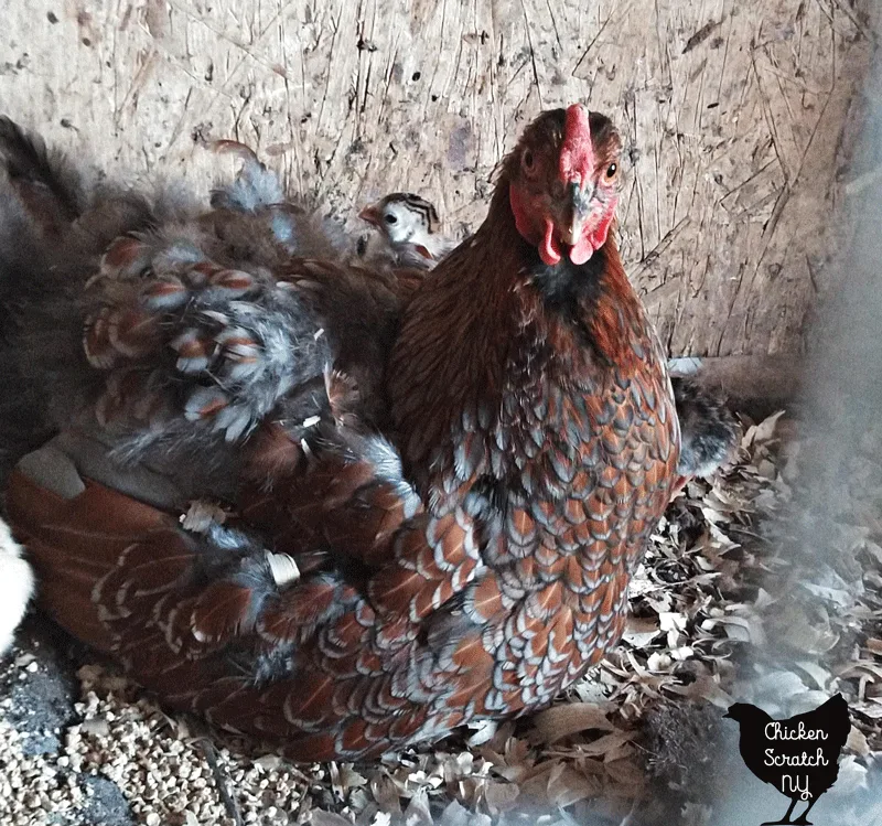 blue laced red wyandotte sitting on guinea chicks