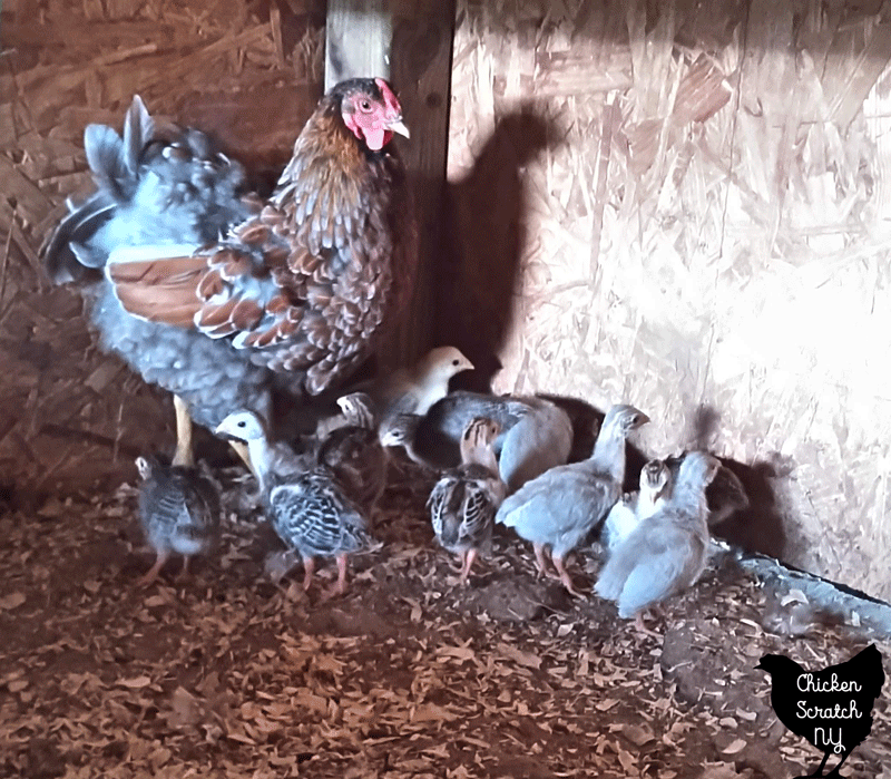 adult blue laced red wyandotte hen raising a clutch of guinea keets