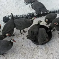 group of young pearl guinea fowl in the snow
