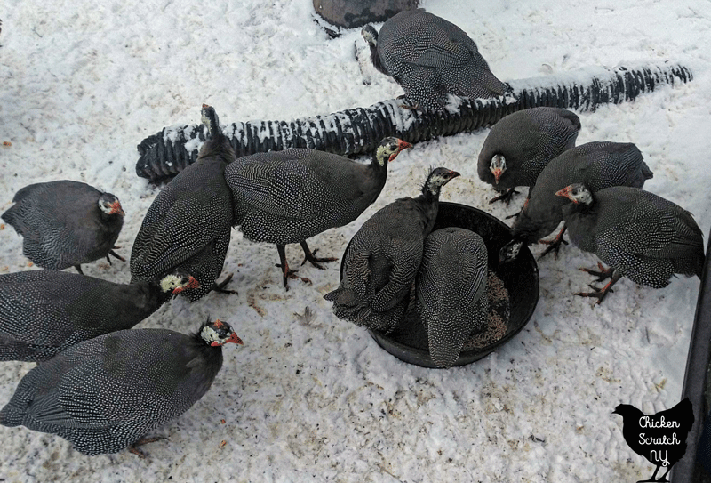 group of young pearl guinea fowl in the snow