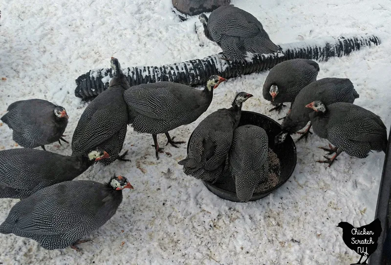 RAISING GUINEA FOWL IN SMALL AND BACKYARD FLOCKS – Small and backyard  poultry