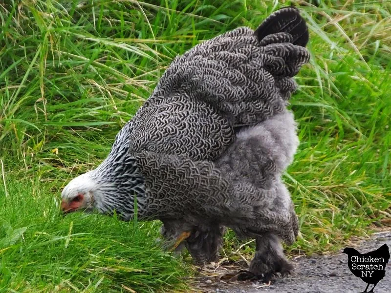 dark brahma hen pecking at grass