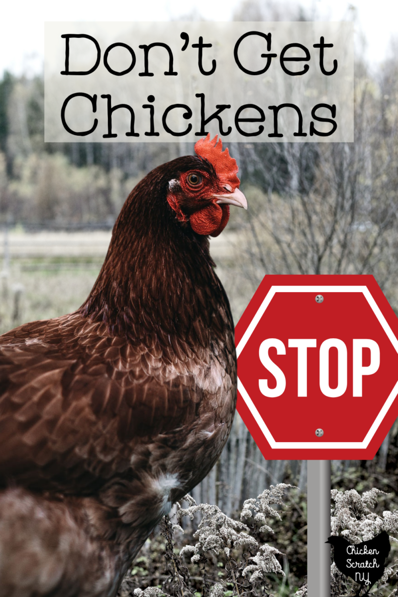 Don't Get Chickens