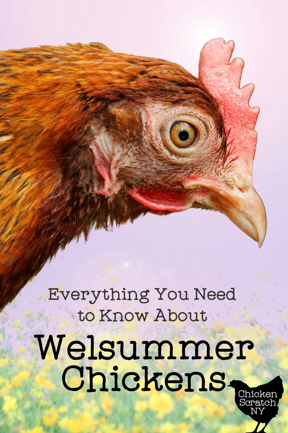 welsummer chick