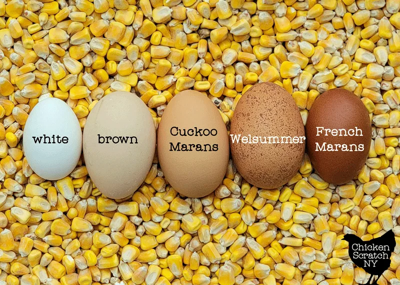 white ,brown, Cuckoo Marans, Welsummer and French Marans eggs laying in corn to show the different colors of brown eggs