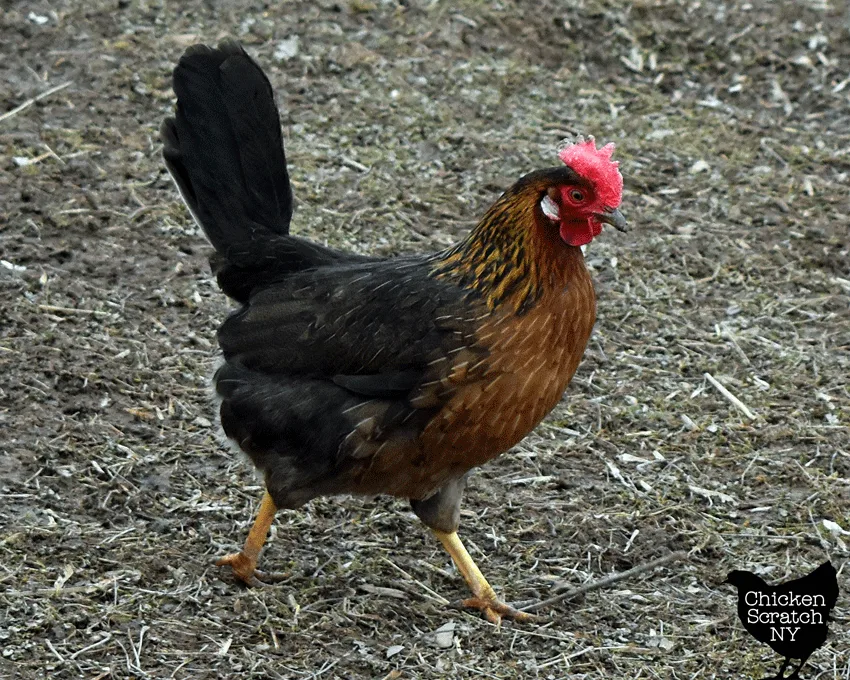 brown leghorn hen