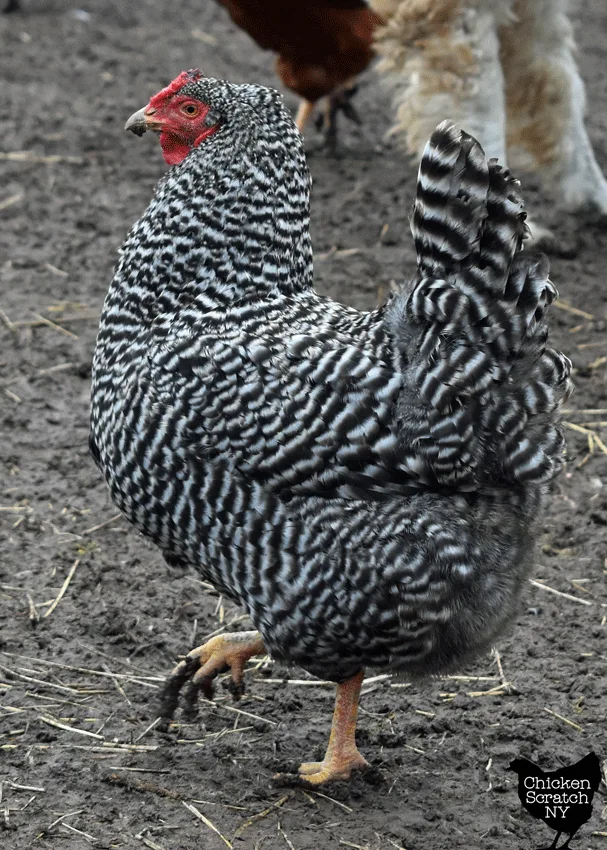 Dominique hen walking through mud