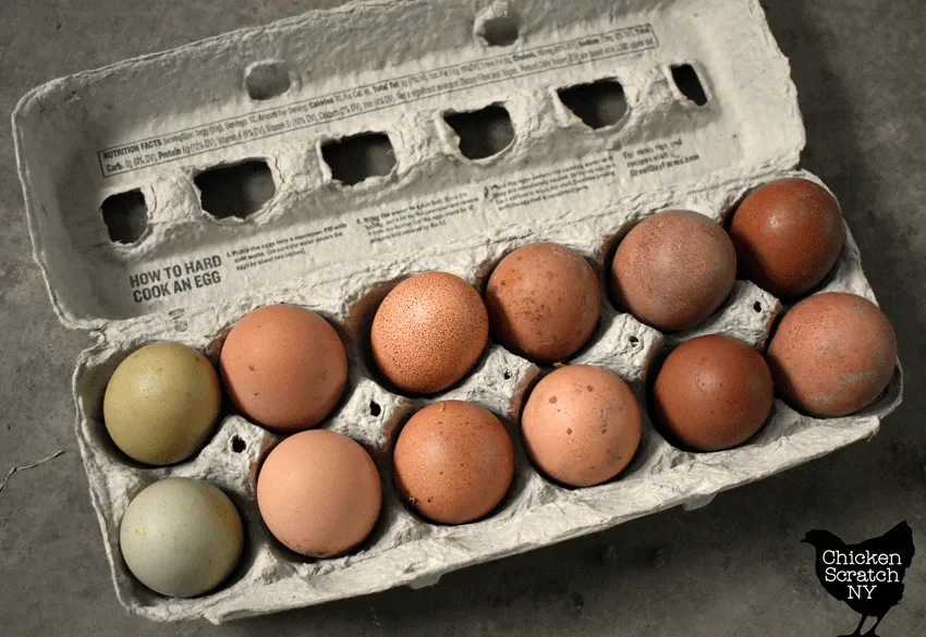 an egg carton filled with various shades of brown chicken eggs