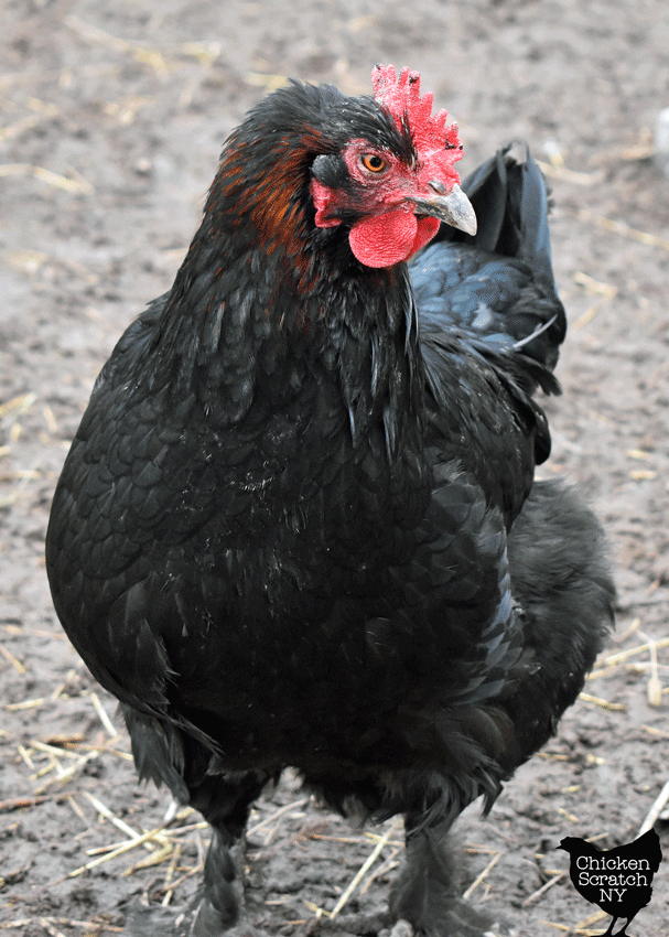 black copper marans hen