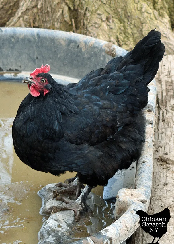 black french marans hen drinking water