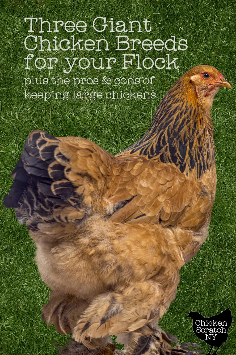 Giant Chicken Brahma Standing On Ground In Farm Area Stock Photo