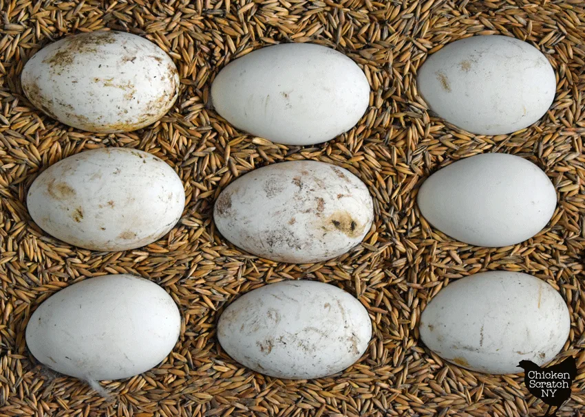 nine goose eggs nestled in a pan of whole oats to show the variation in size