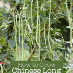 trellis covered with asparagus bean vines with text overlay "how to grow chinese long beans"
