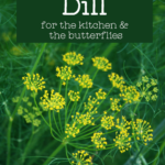 close up view of bright yellow dill seed head with text overlay Why you need to plant Dill for the kitchen and the butterflies