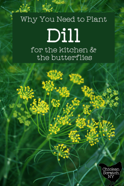 close up view of bright yellow dill seed head with text overlay Why you need to plant Dill for the kitchen and the butterflies