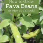 fava bean pods on a plant