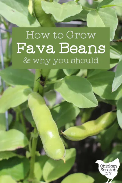 fava bean pods on a plant