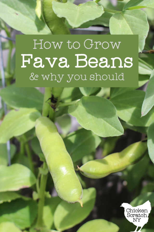 Grow Fava Beans