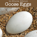 large white goose egg on a bed of whole eats to show size