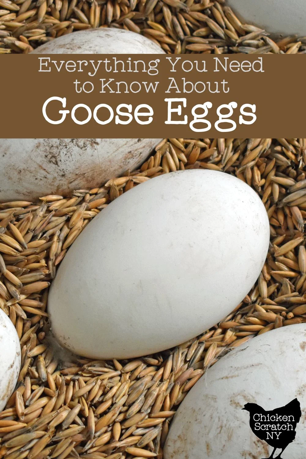 The Ultimate Guide to Goose Eggs