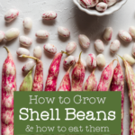 red speckled shell bean pods with scattered shelled shell beans on a white surface with a small white cup filled with more shell beans
