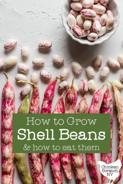 red speckled shell bean pods with scattered shelled shell beans on a white surface with a small white cup filled with more shell beans