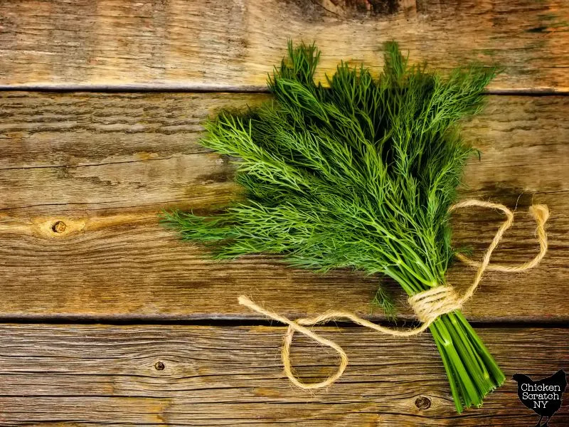 bunch of dill tied with twinge on a wooden surface