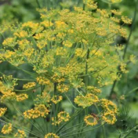 close up of yellow dill flowers with hoverfly pollinator