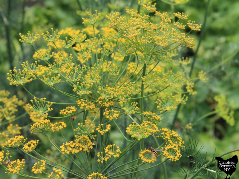 close up of yellow dill flowers with hoverfly pollinator