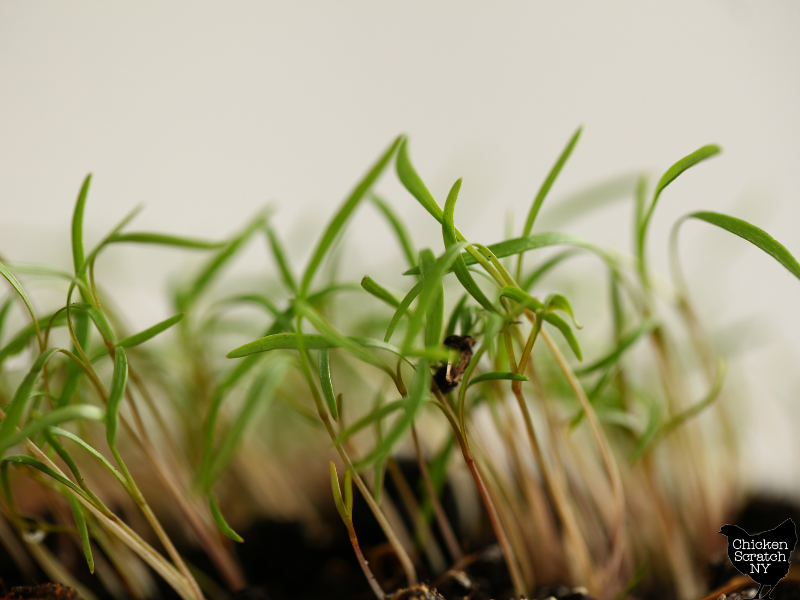 close up view of dill seedlings grown as microgreens