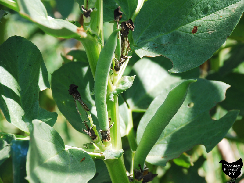 Grow Fava Beans