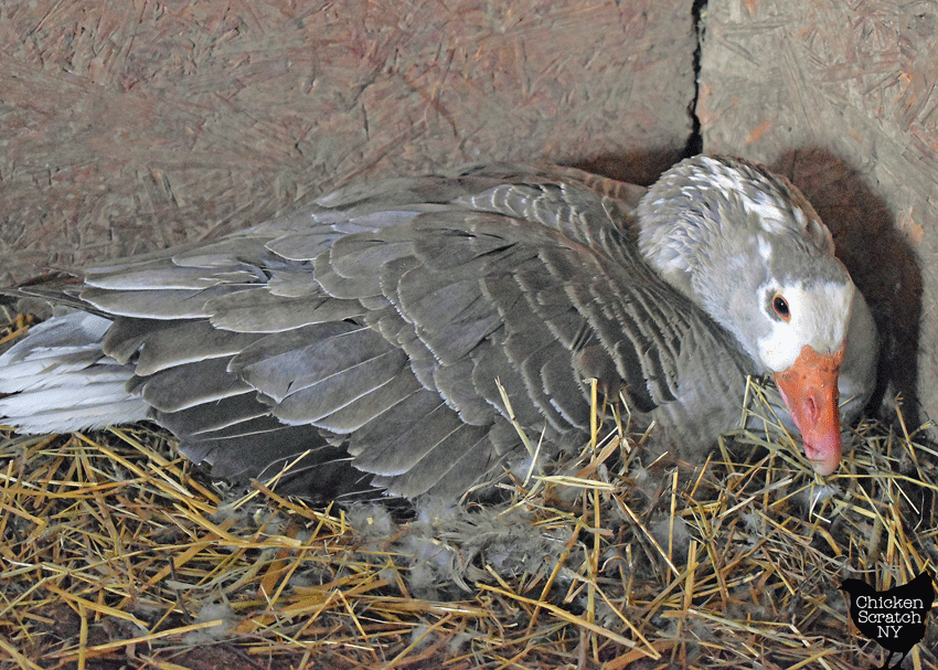 grey Pilgrim goose sitting on a nest made of straw and goose down