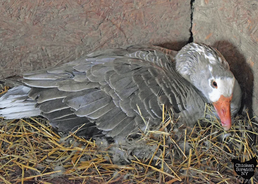 grey Pilgrim goose sitting on a nest made of straw and goose down