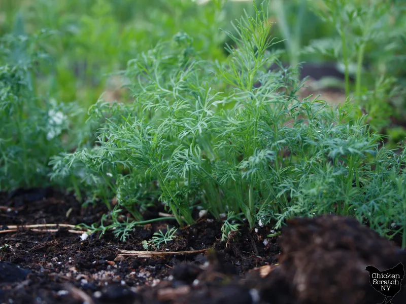 row of small dill plants in the garden