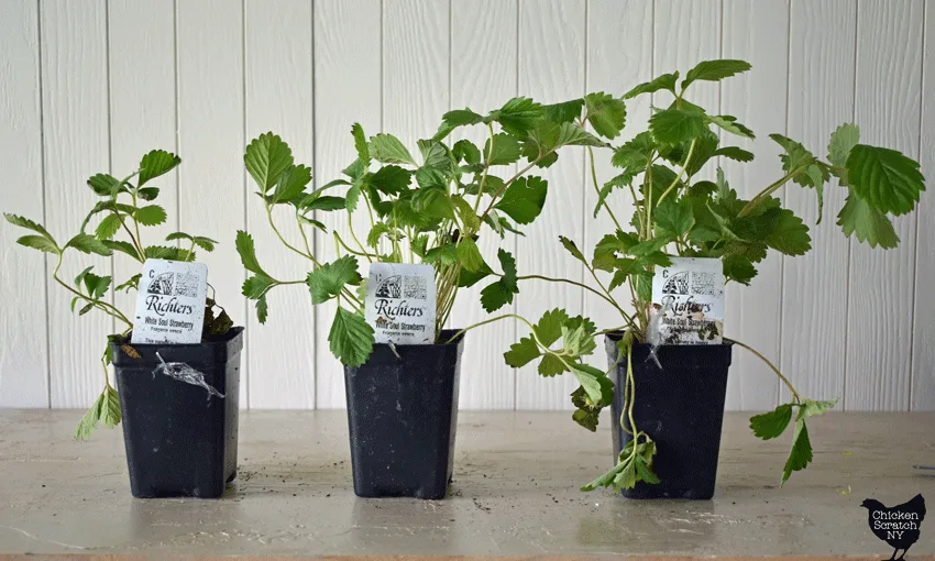 Three white soul alpine strawberry plants in black pots from Richter's Herbs