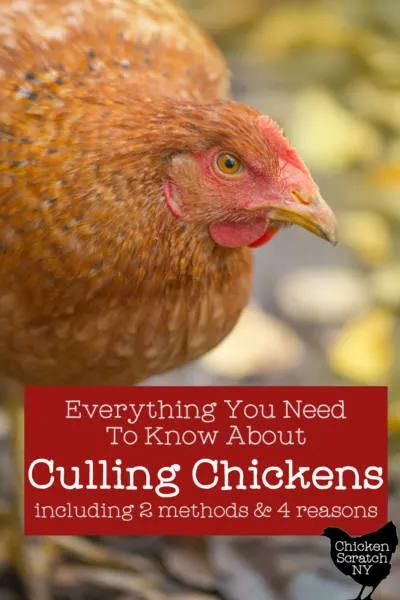 close up of gold chicken with text over lay "everything you need to know about culling chickens"